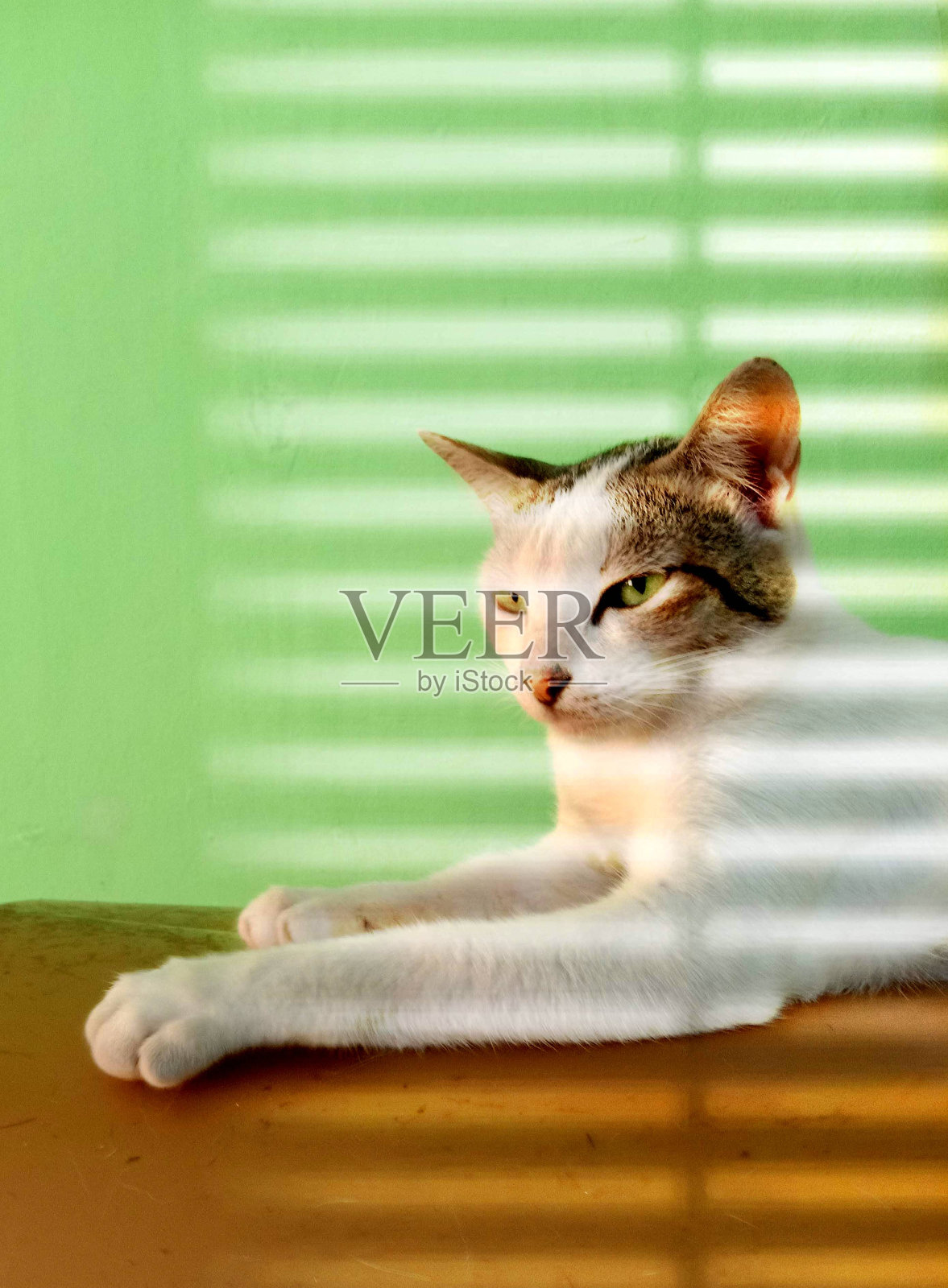 可爱的猫- 01照片摄影图片