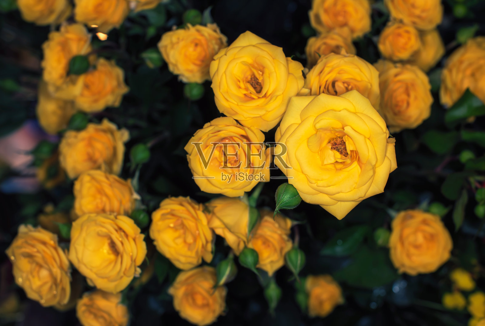 一个混合玫瑰花束的特写，夏日鲜花的背景。照片摄影图片