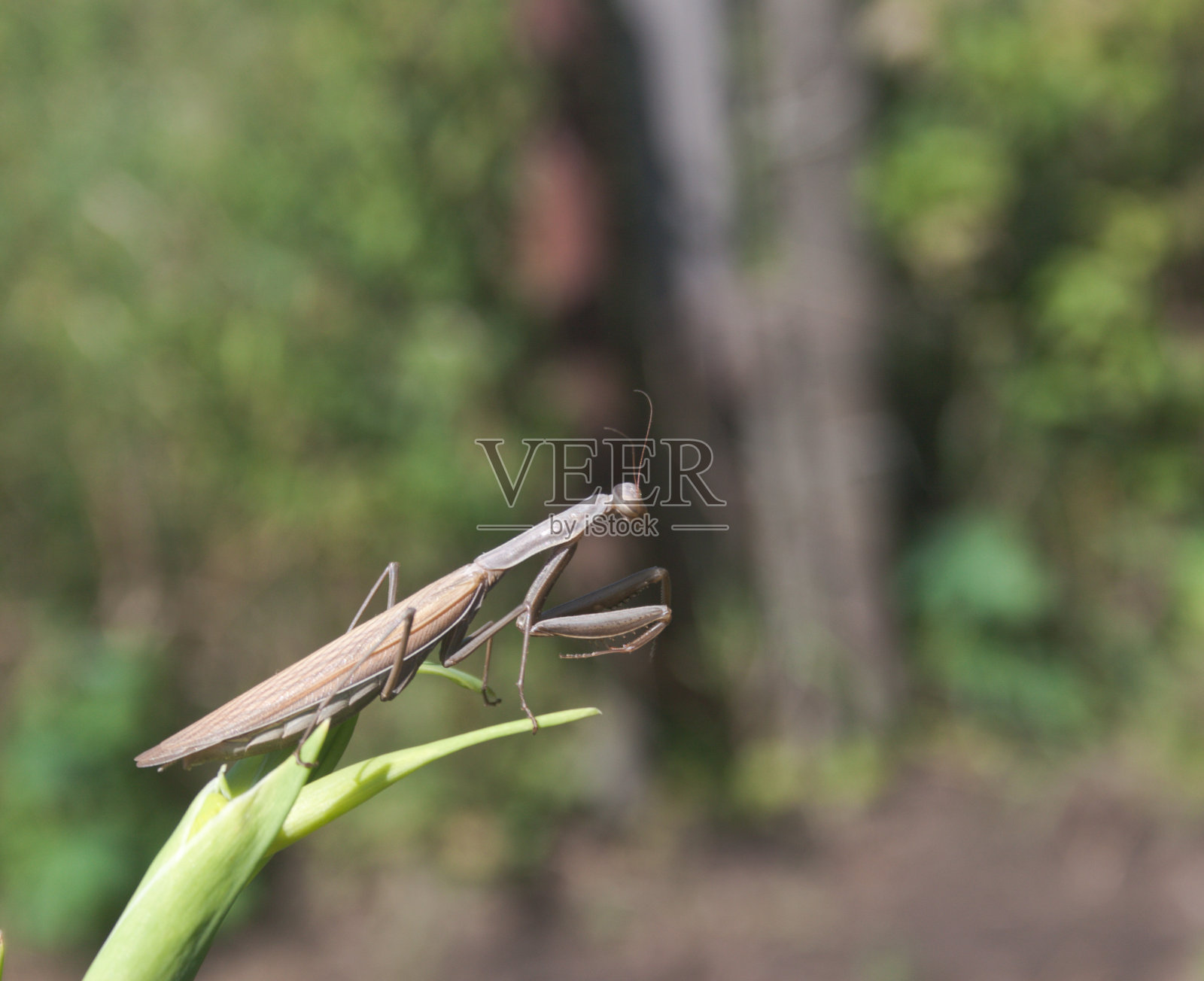 小树枝上的螳螂。坦诚。照片摄影图片