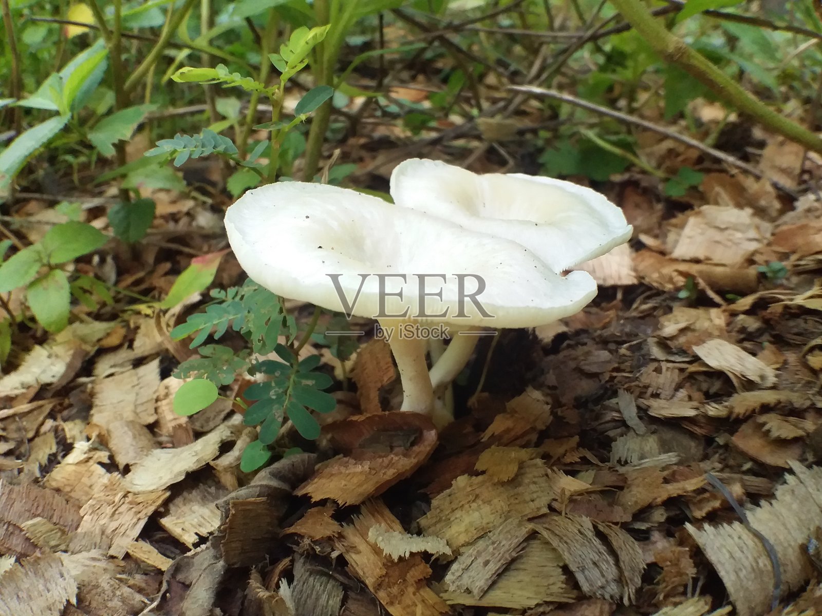 白蘑菇有机照片摄影图片