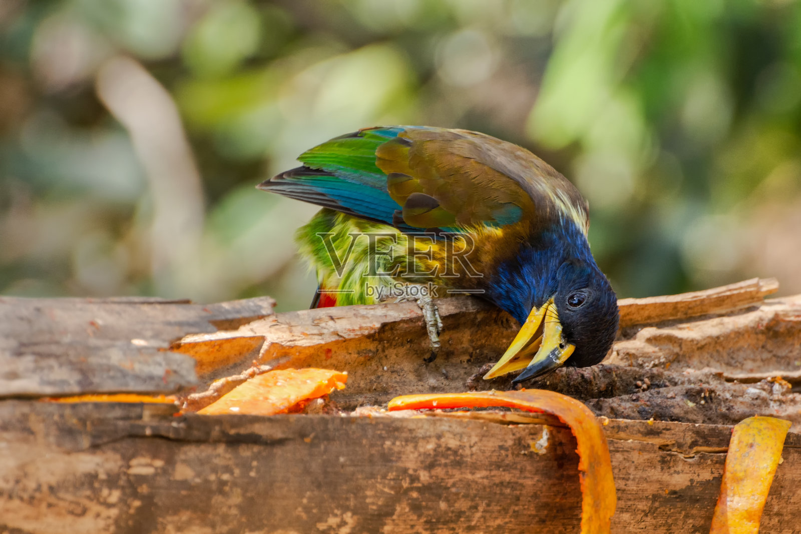 伟大的芭比娃娃（西洛波贡维伦斯）照片摄影图片