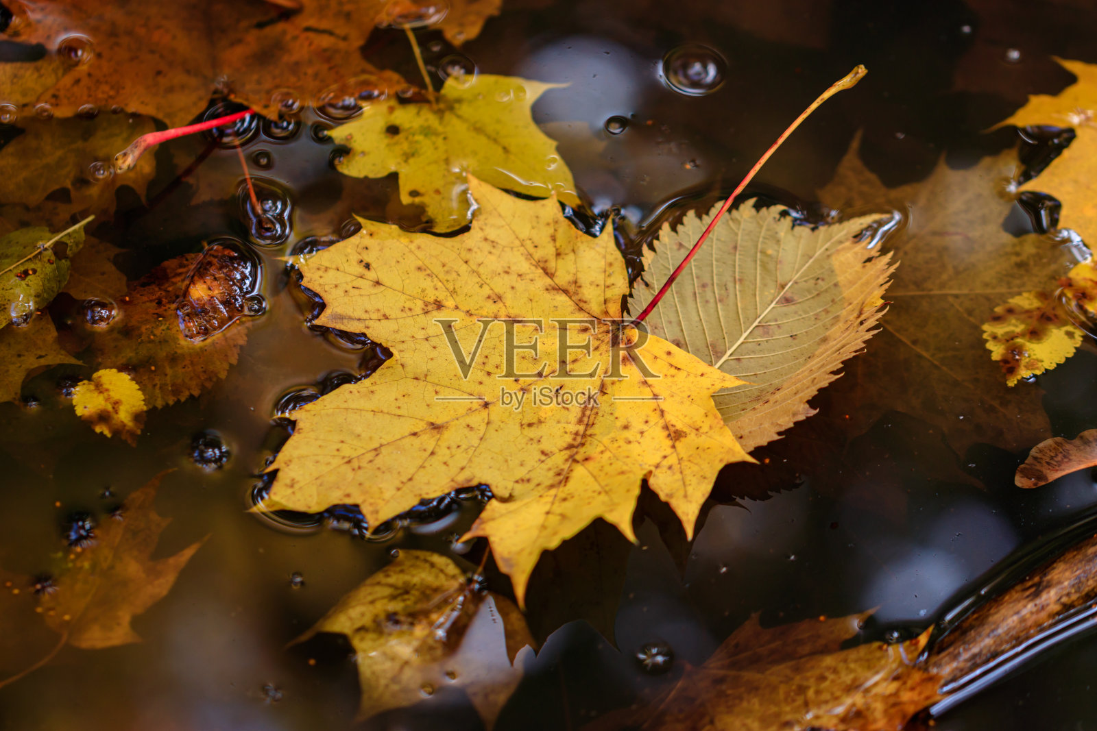 秋叶在水坑里照片摄影图片