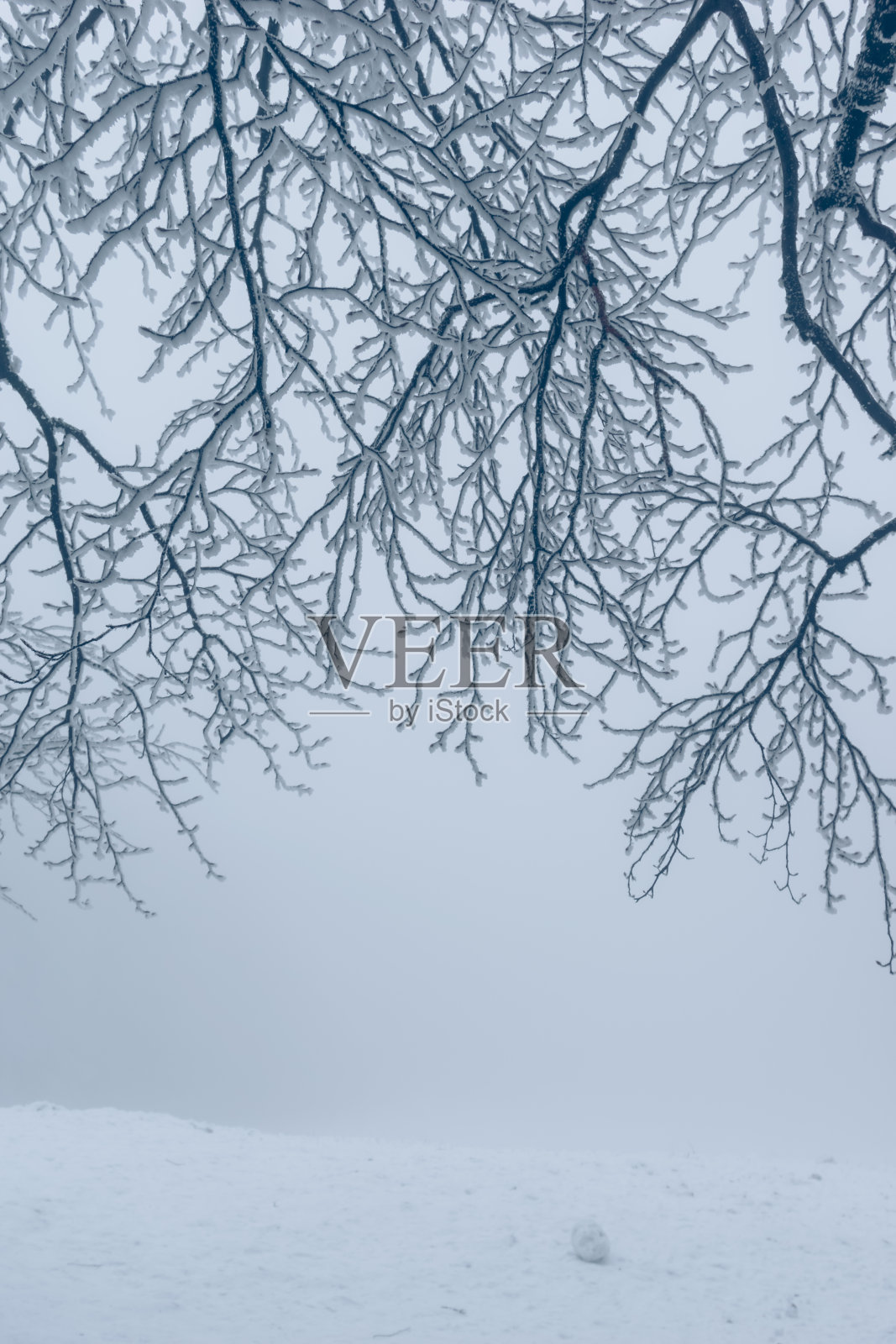 有雪的雾蒙蒙的森林照片摄影图片