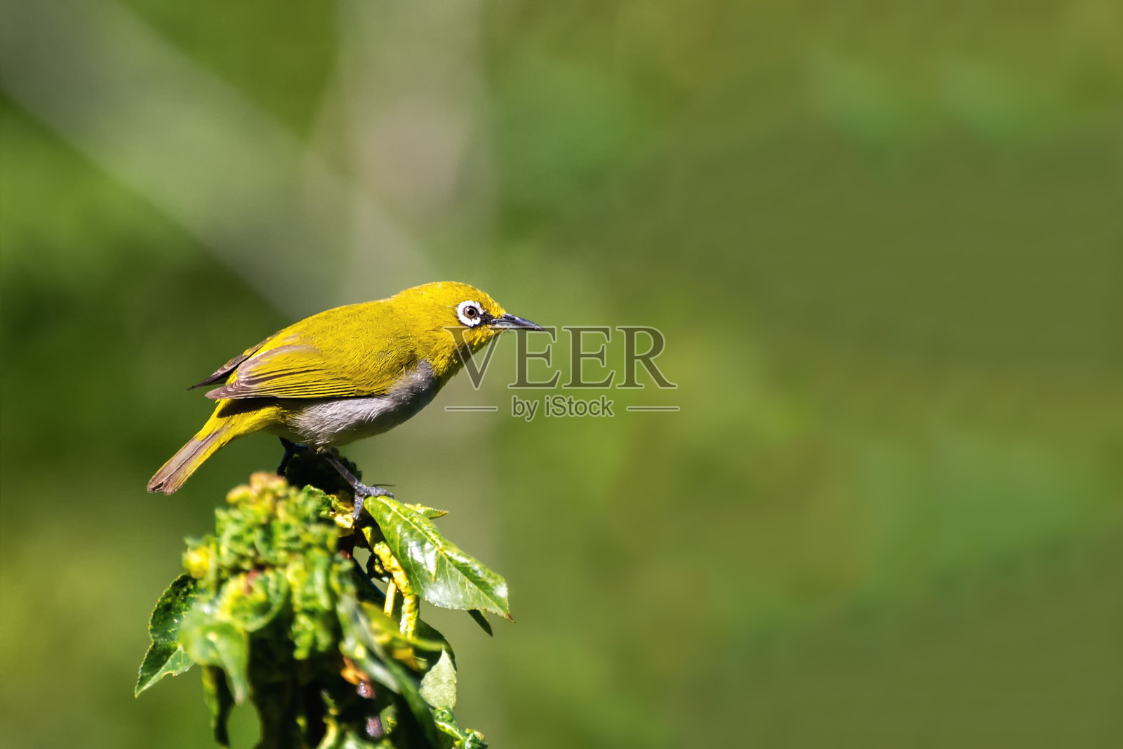 东方白眼或印度白眼照片摄影图片