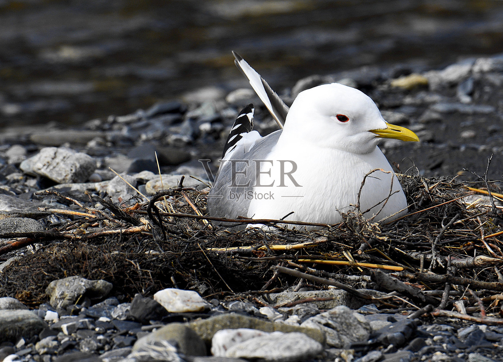 阿拉斯加德纳里国家公园和保护区的鸥鸣鸟。照片摄影图片