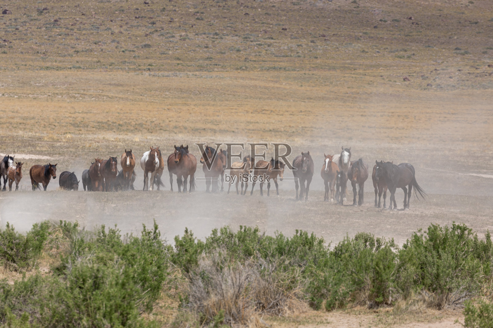 犹他州的野马群照片摄影图片