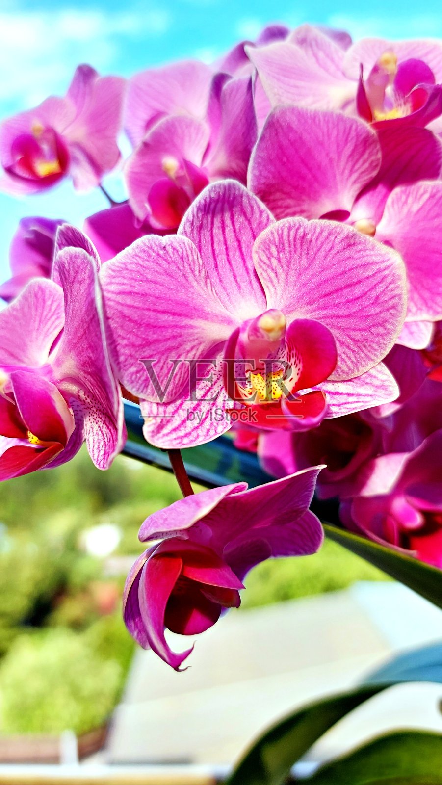 粉红色开花植物特写镜头照片摄影图片