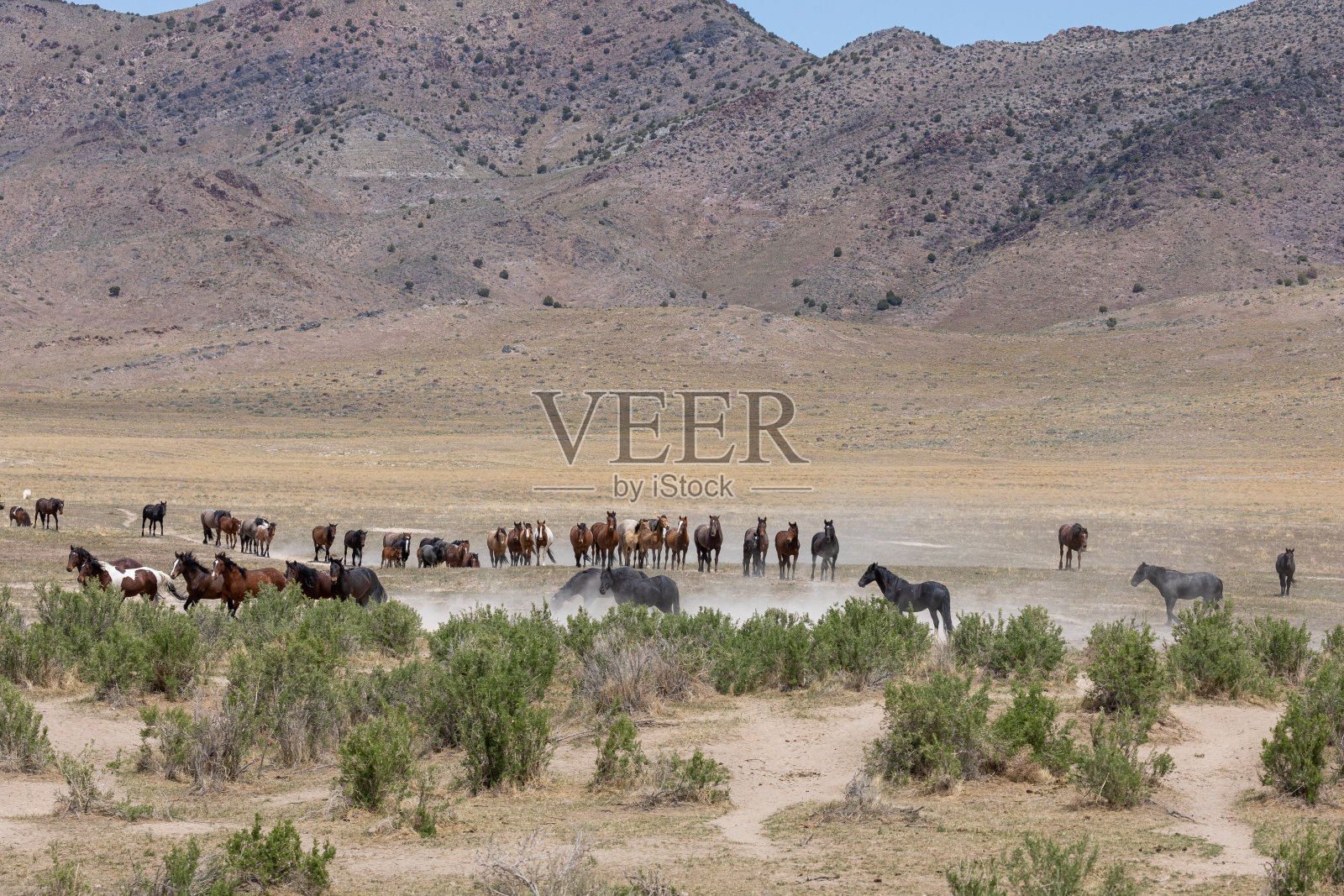 犹他州的野马群照片摄影图片