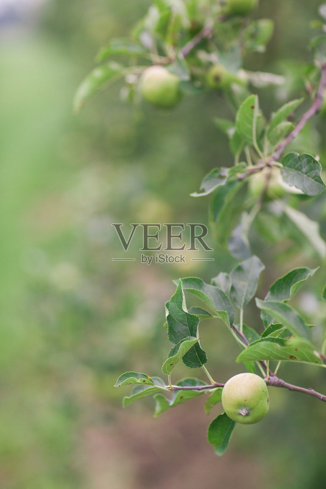 苹果树照片摄影图片