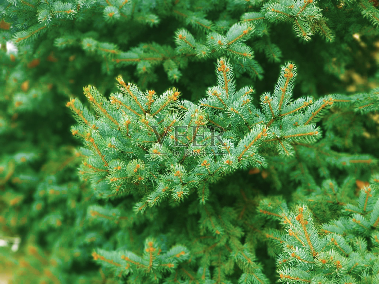 圣诞树纹理背景照片摄影图片