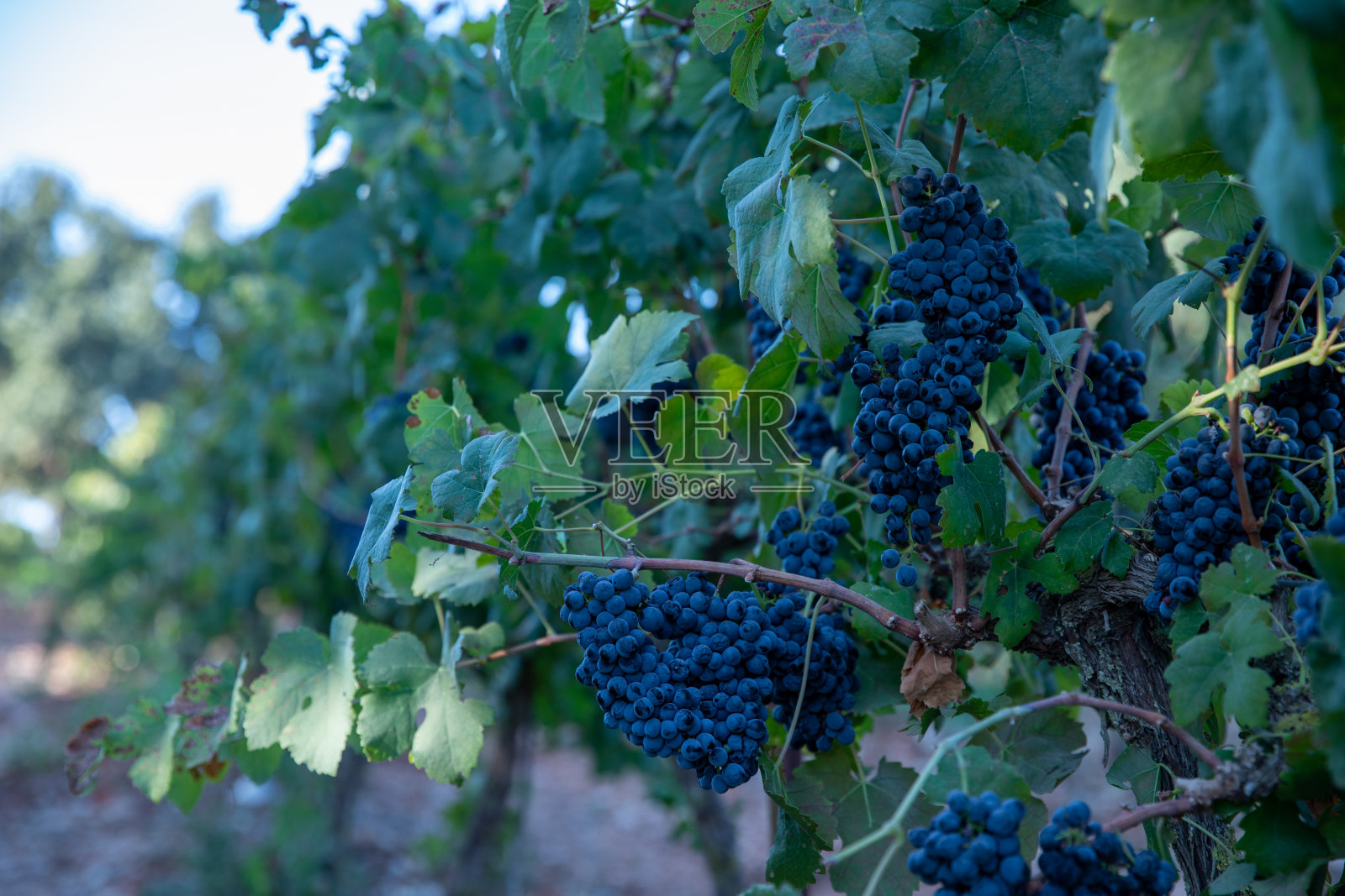 葡萄酿酒厂：成熟的红葡萄串，准备收获照片摄影图片
