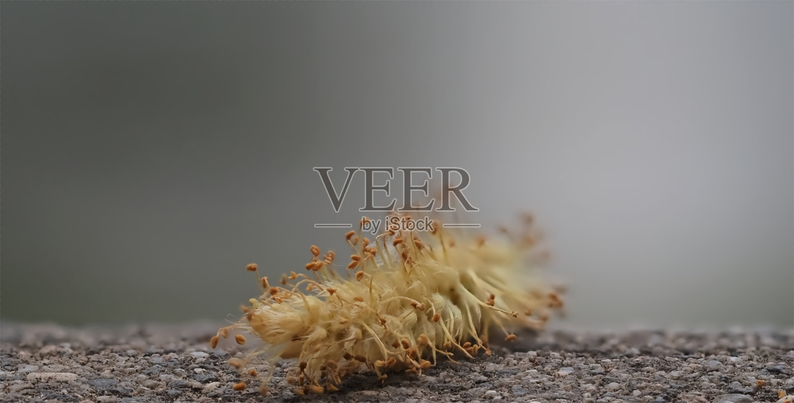 创意微距摄影与焦点叠加日落在耶拿照片摄影图片