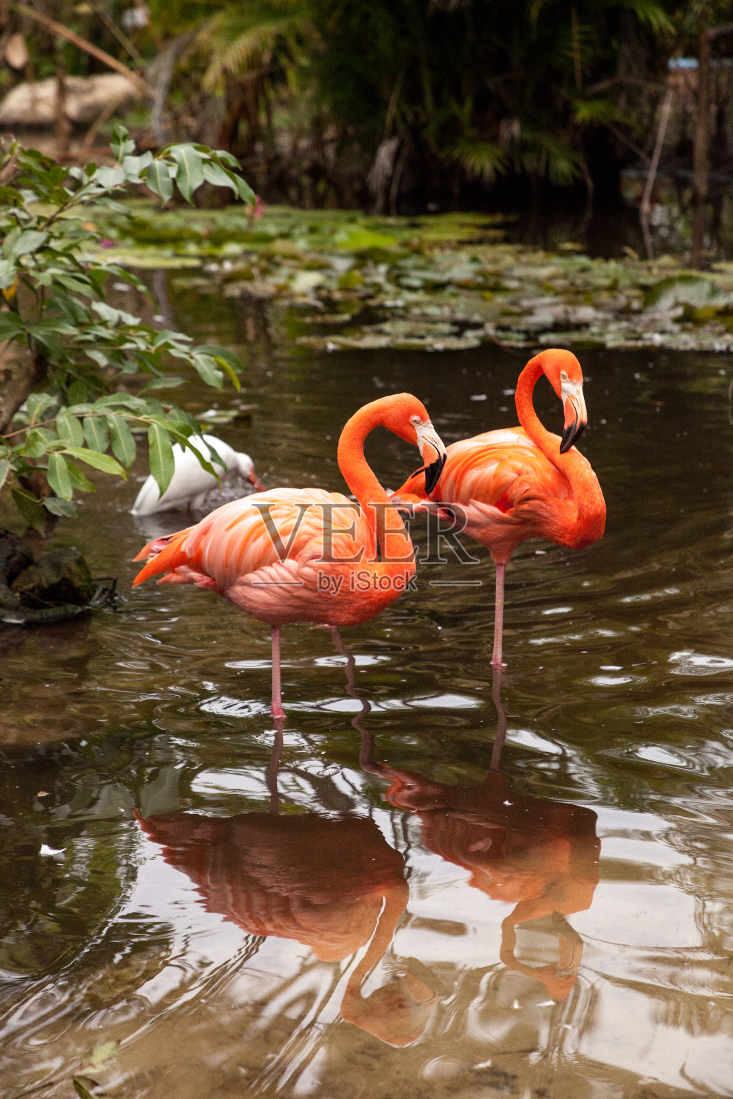 涉水的粉红色加勒比火烈鸟凤凰凤蝶照片摄影图片