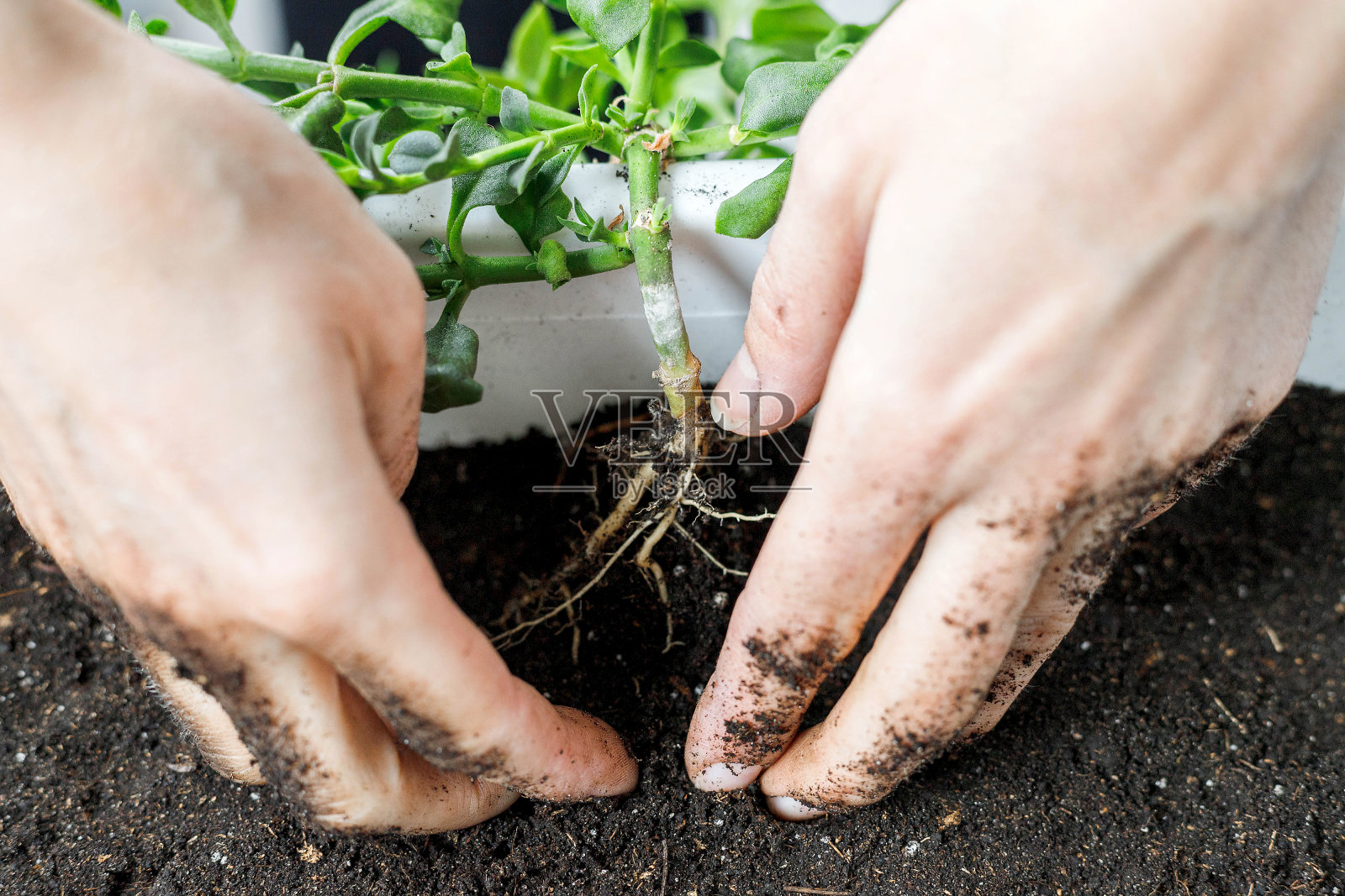 女性手把堇青花放在白色长方形花盆里的特写。照片摄影图片