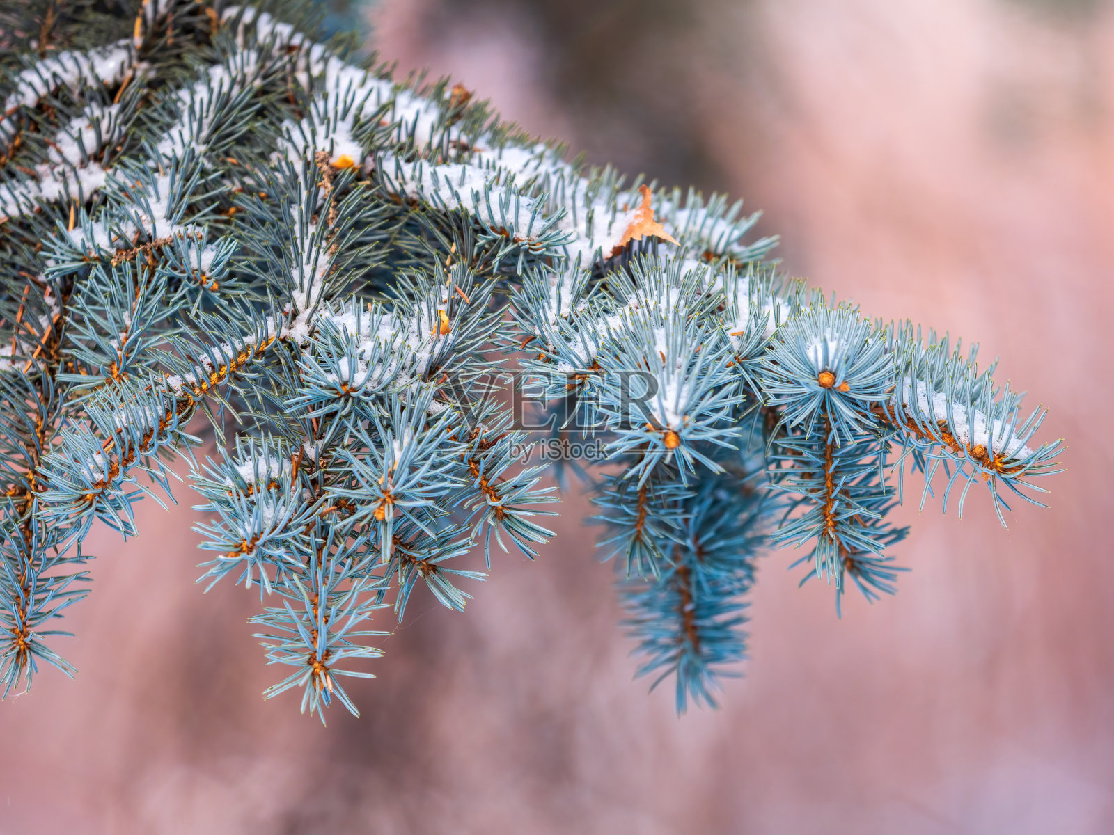 在夕阳的余晖中，蓝色云杉的树枝上布满了白雪皑皑的针叶。蓝色云杉，科罗拉多云杉，或科罗拉多蓝色云杉，拉丁名Picea pungens。照片摄影图片