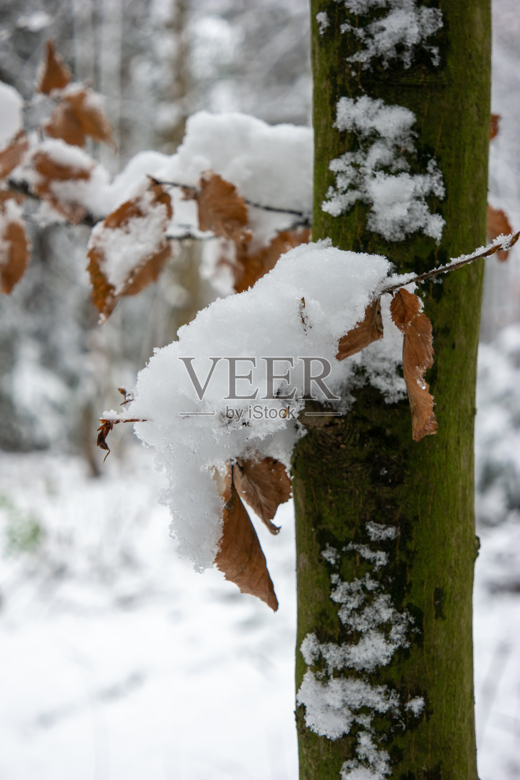 白雪皑皑的树干在森林里，褐色的树叶覆盖着浅深的田野照片摄影图片
