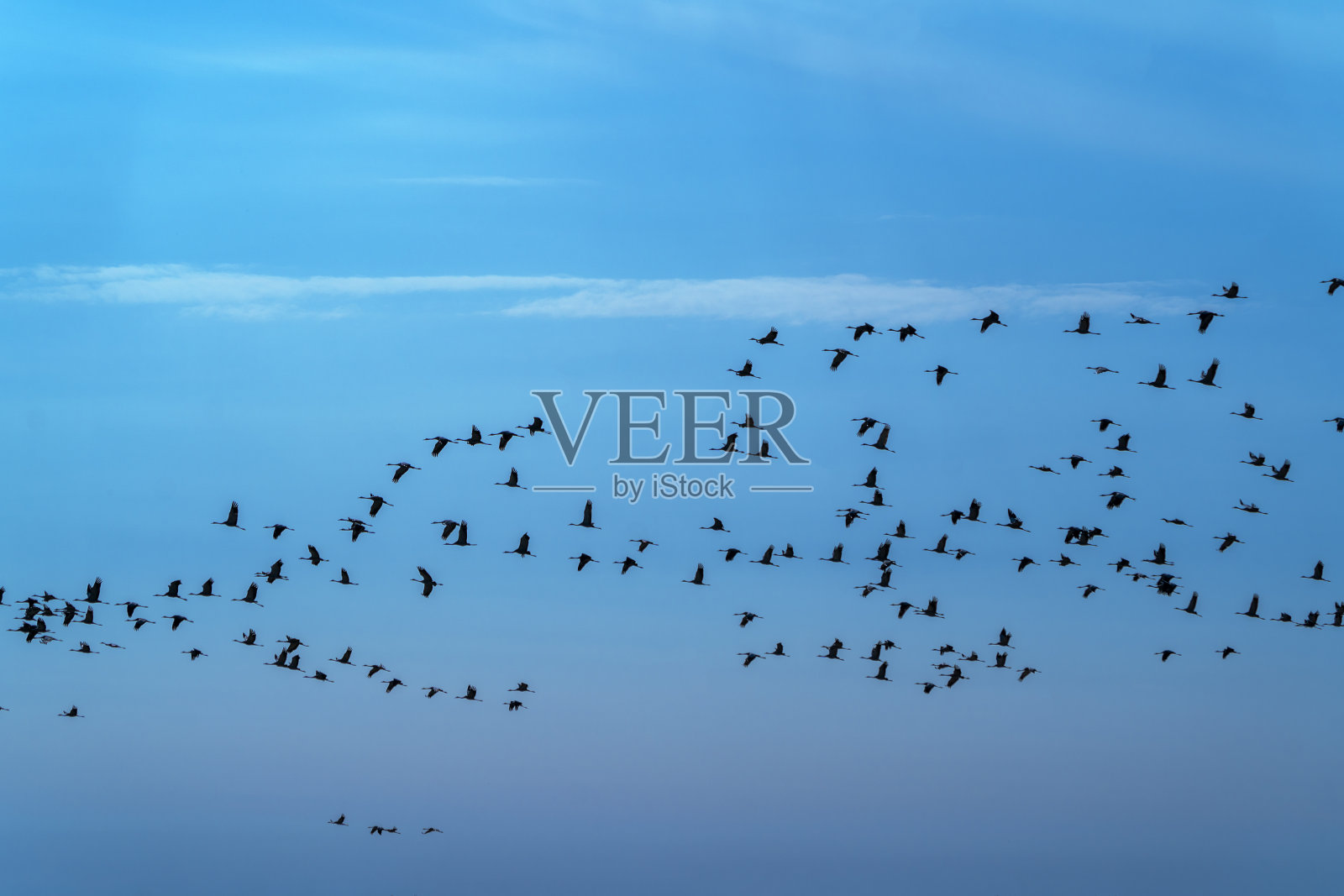 一群鹤飞过田野寻找食物，在离开去温暖的地方之前的最后几天。照片摄影图片