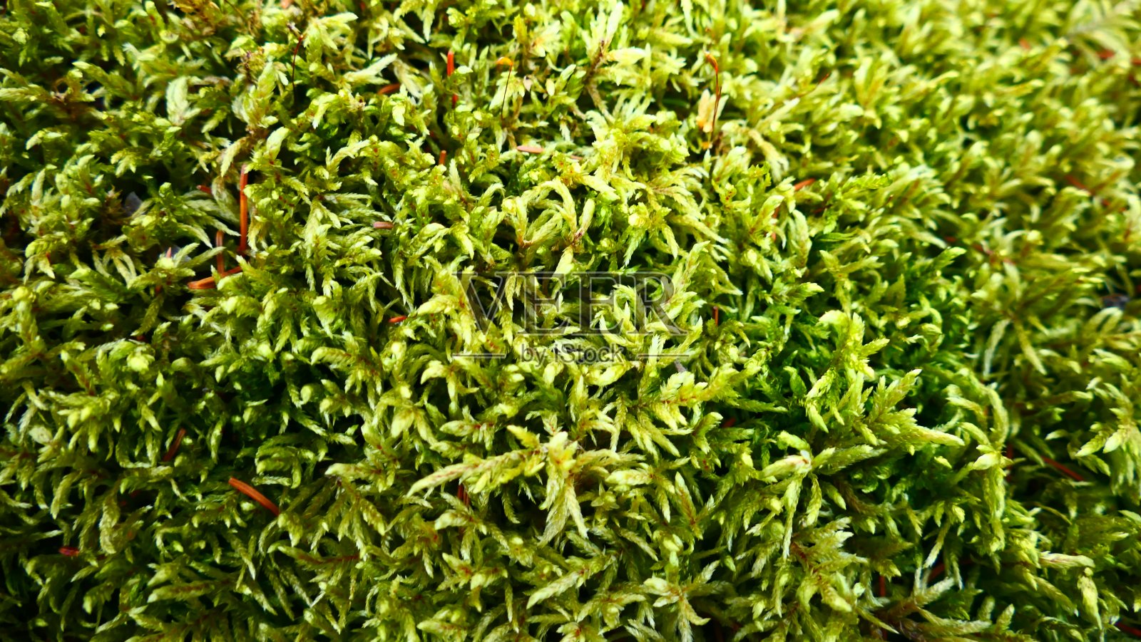 植物苔藓或苔藓植物全帧显微摄影照片摄影图片