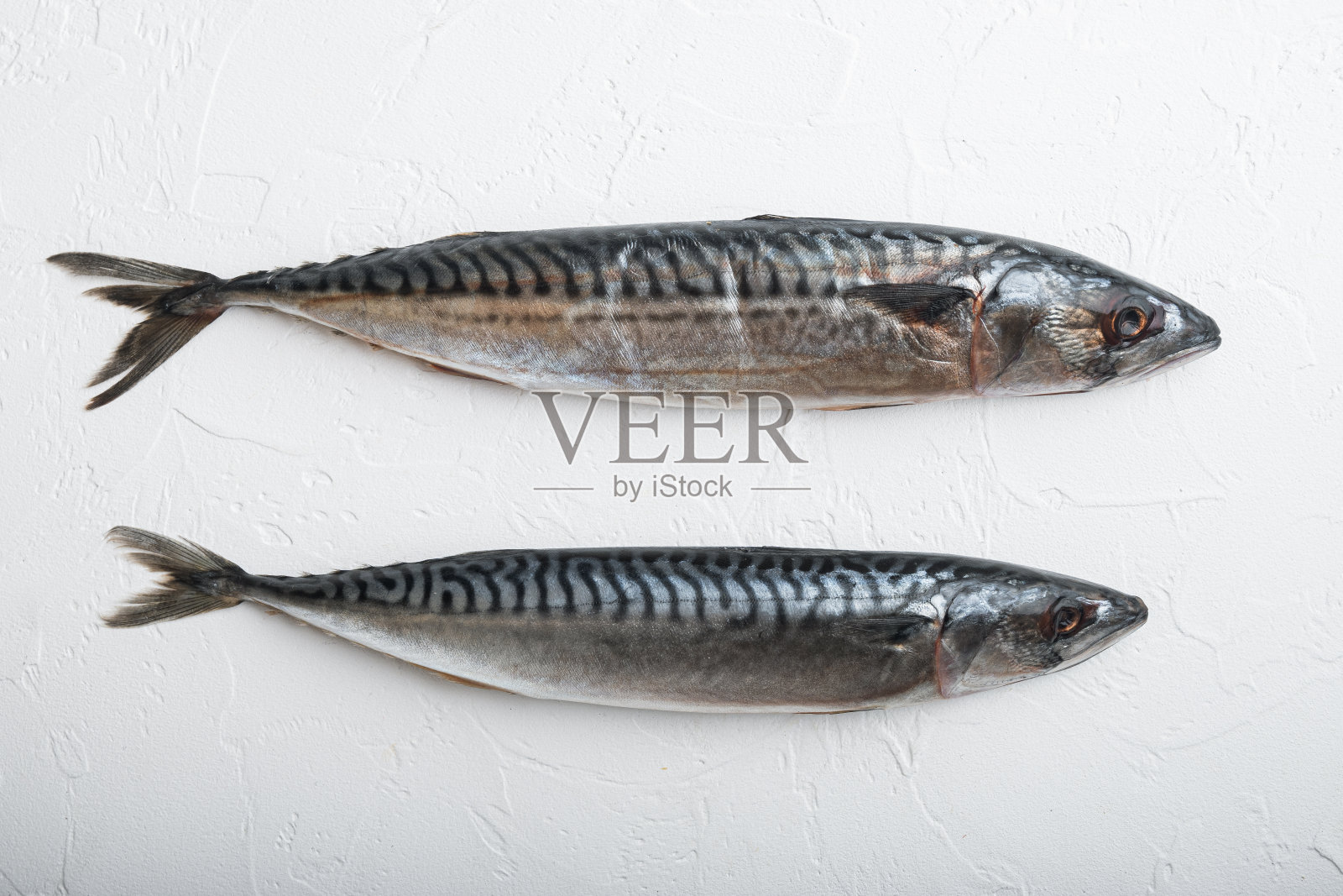 白色纹理背景上的鲭鱼，平铺照片摄影图片