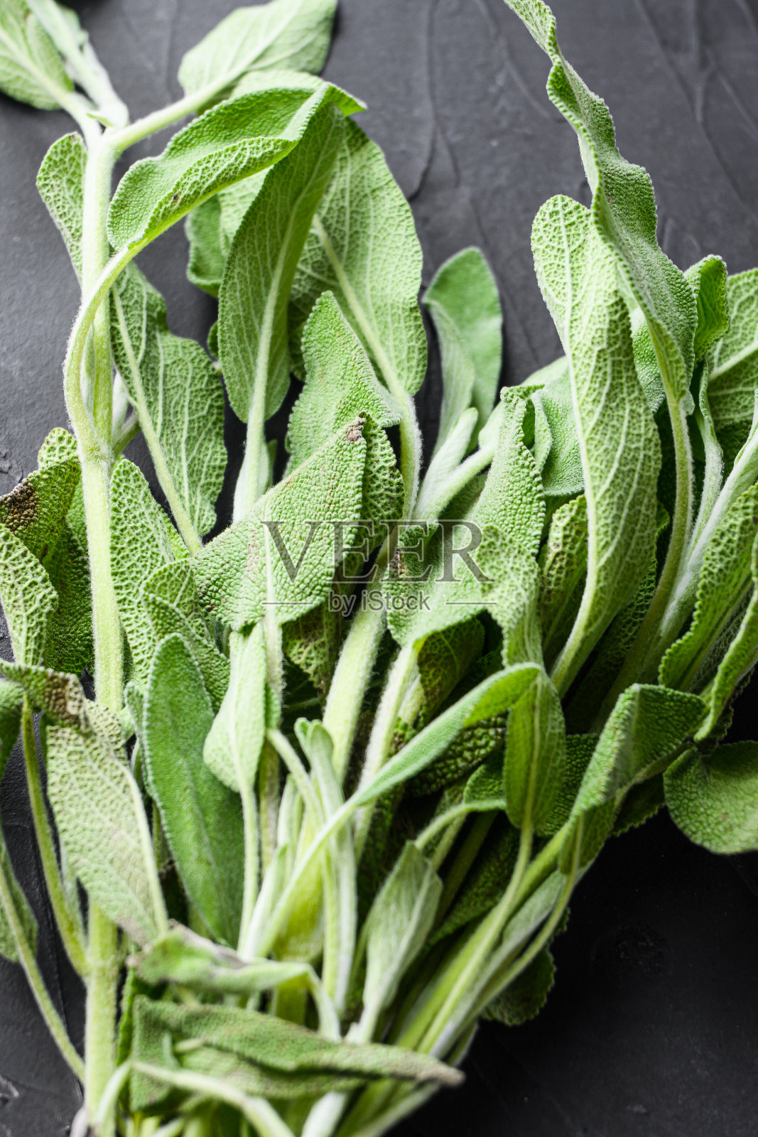 有机新鲜鼠尾草在黑色背景侧视图近。照片摄影图片