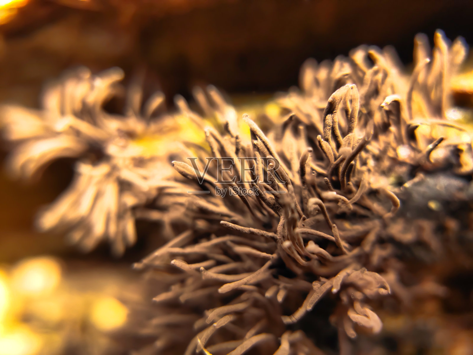 野生蘑菇根照片摄影图片