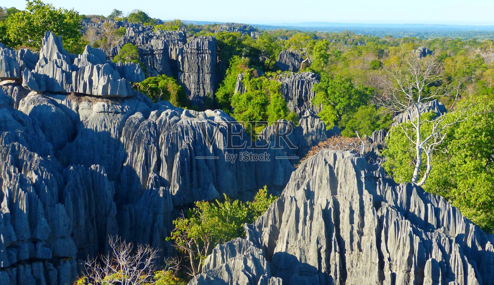 事实上，位于马达加斯加西海岸的青西国家公园是一片由石灰岩尖塔组成的森林。独特的地质石林。照片摄影图片