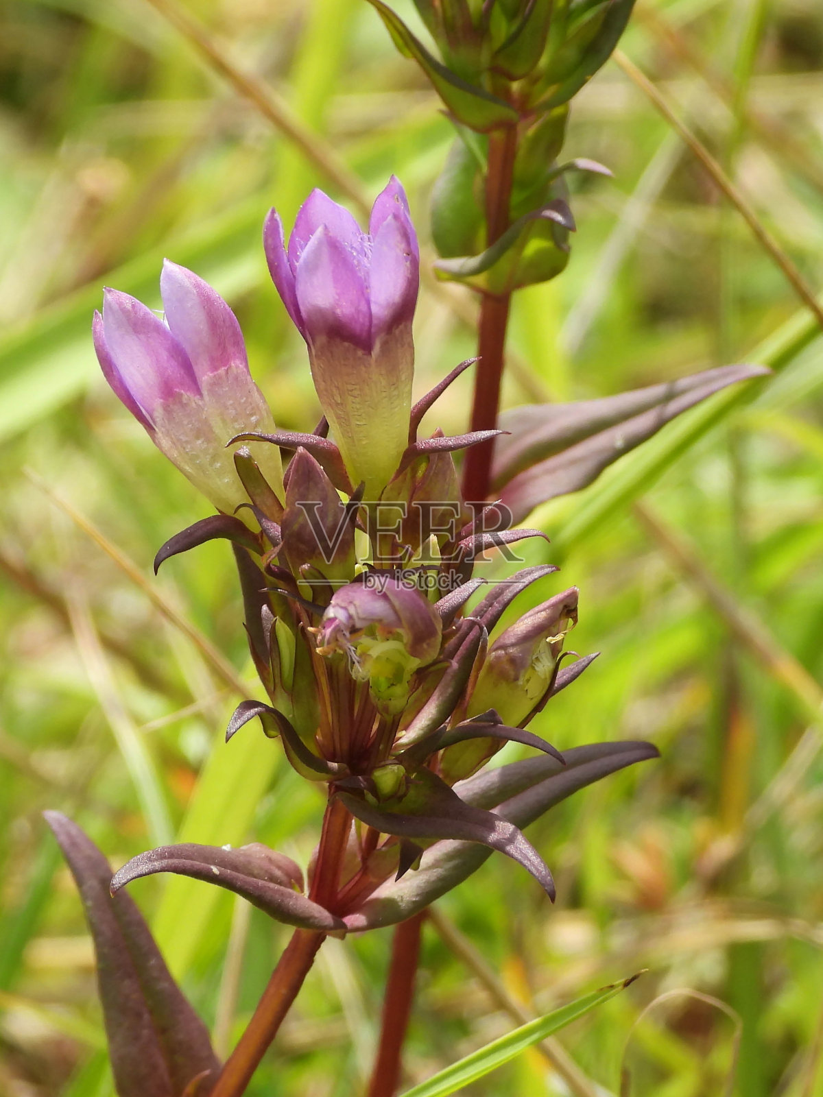 德国龙胆(德国龙胆)照片摄影图片