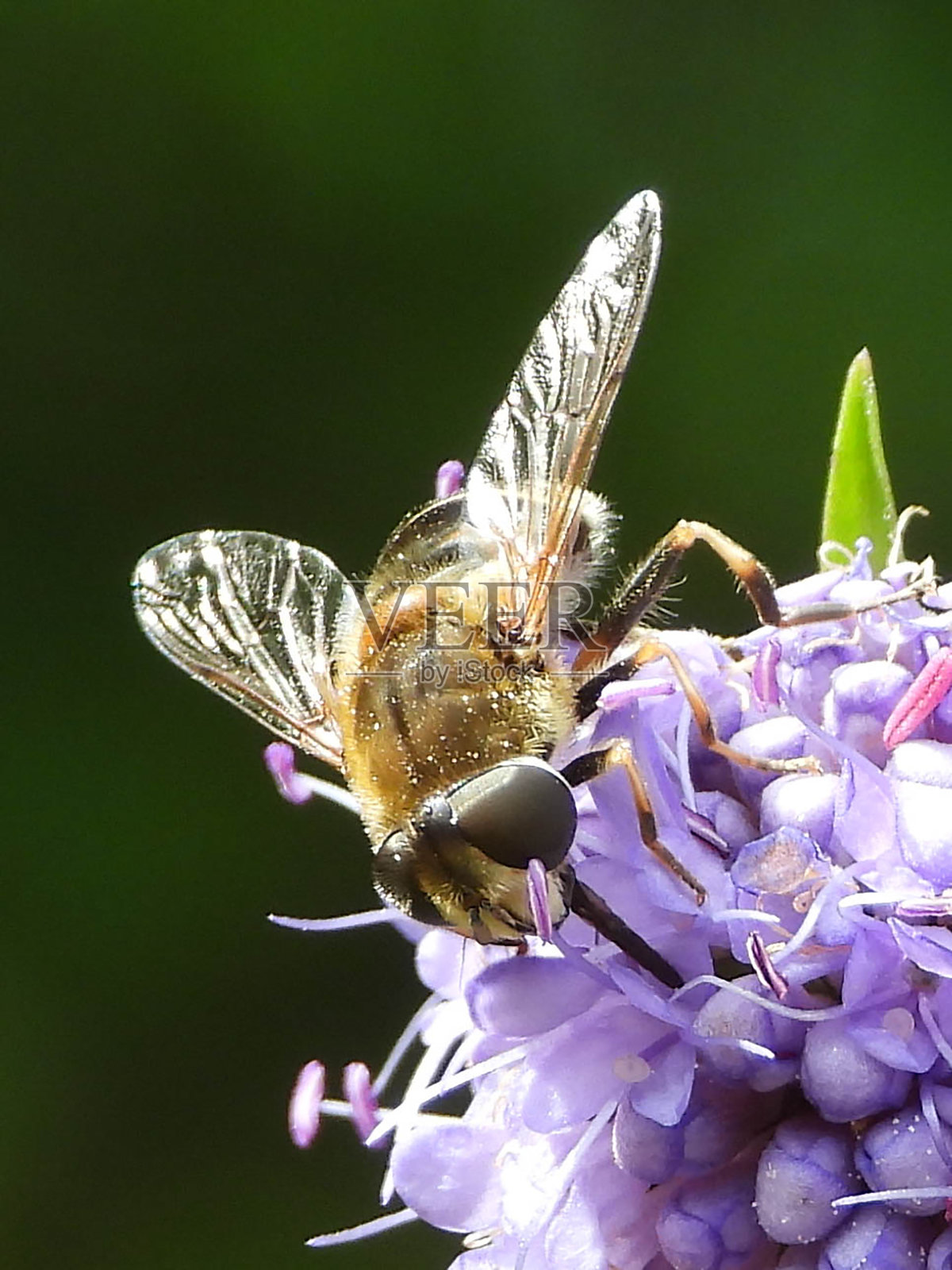 埃里斯塔利斯·内莫鲁姆照片摄影图片