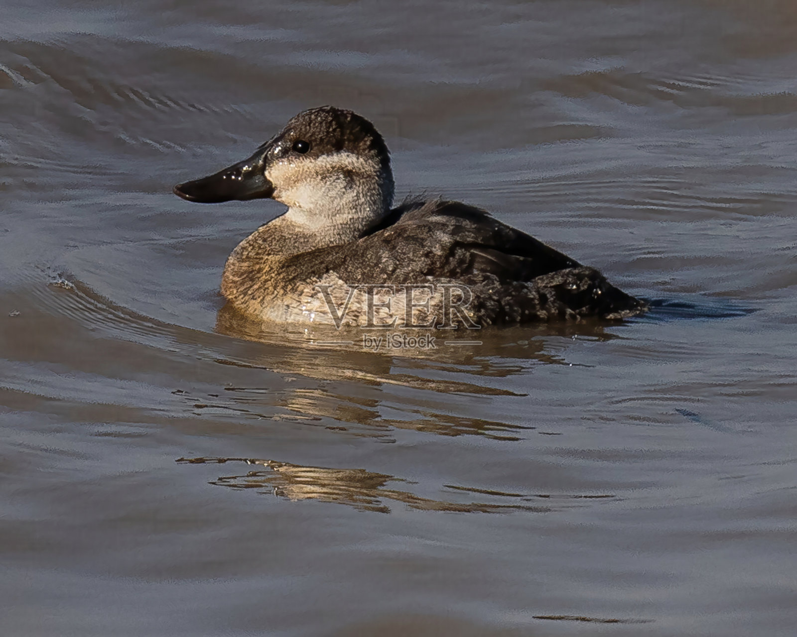 波托马克河上的一名女性照片摄影图片
