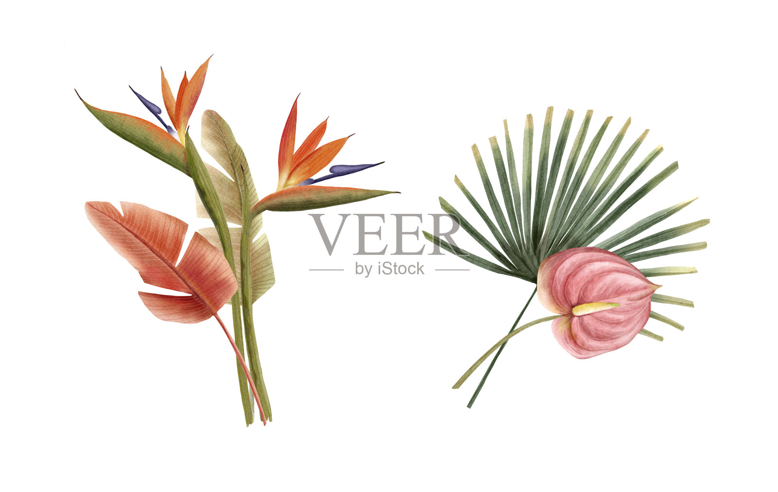 一套插图的花束与热带植物和鲜花，在一个白色的背景特写水彩手绘插画图片素材