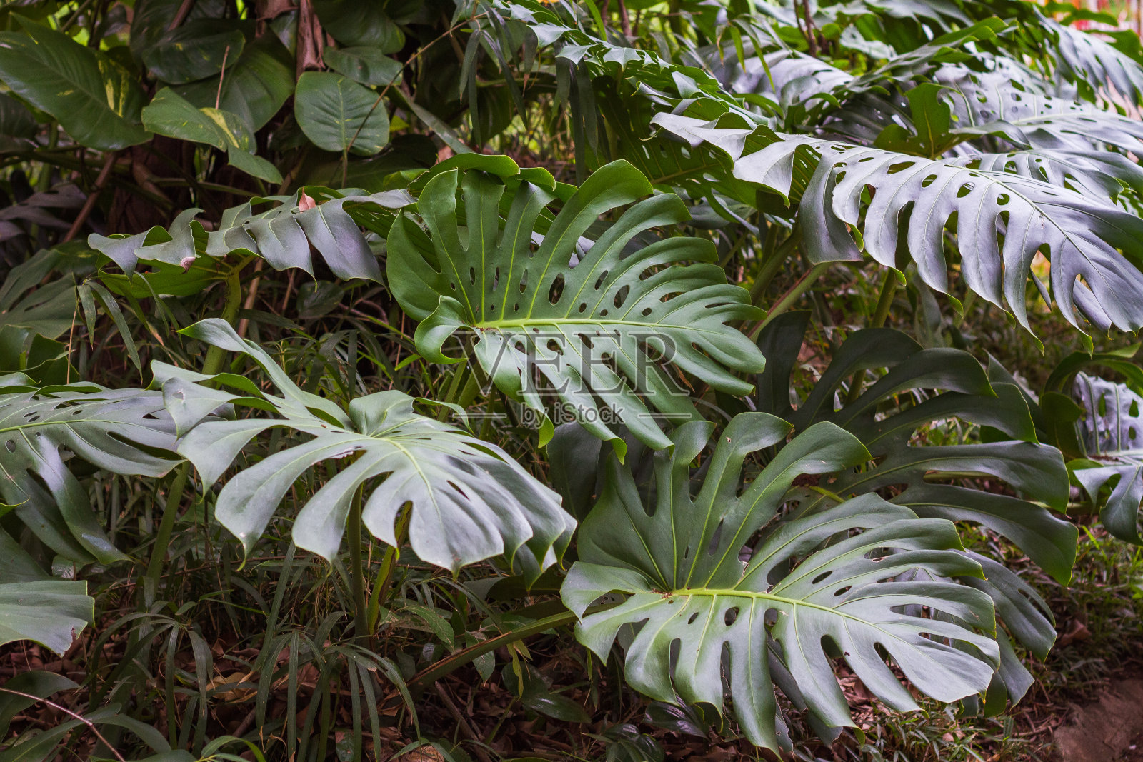 外来植物照片摄影图片