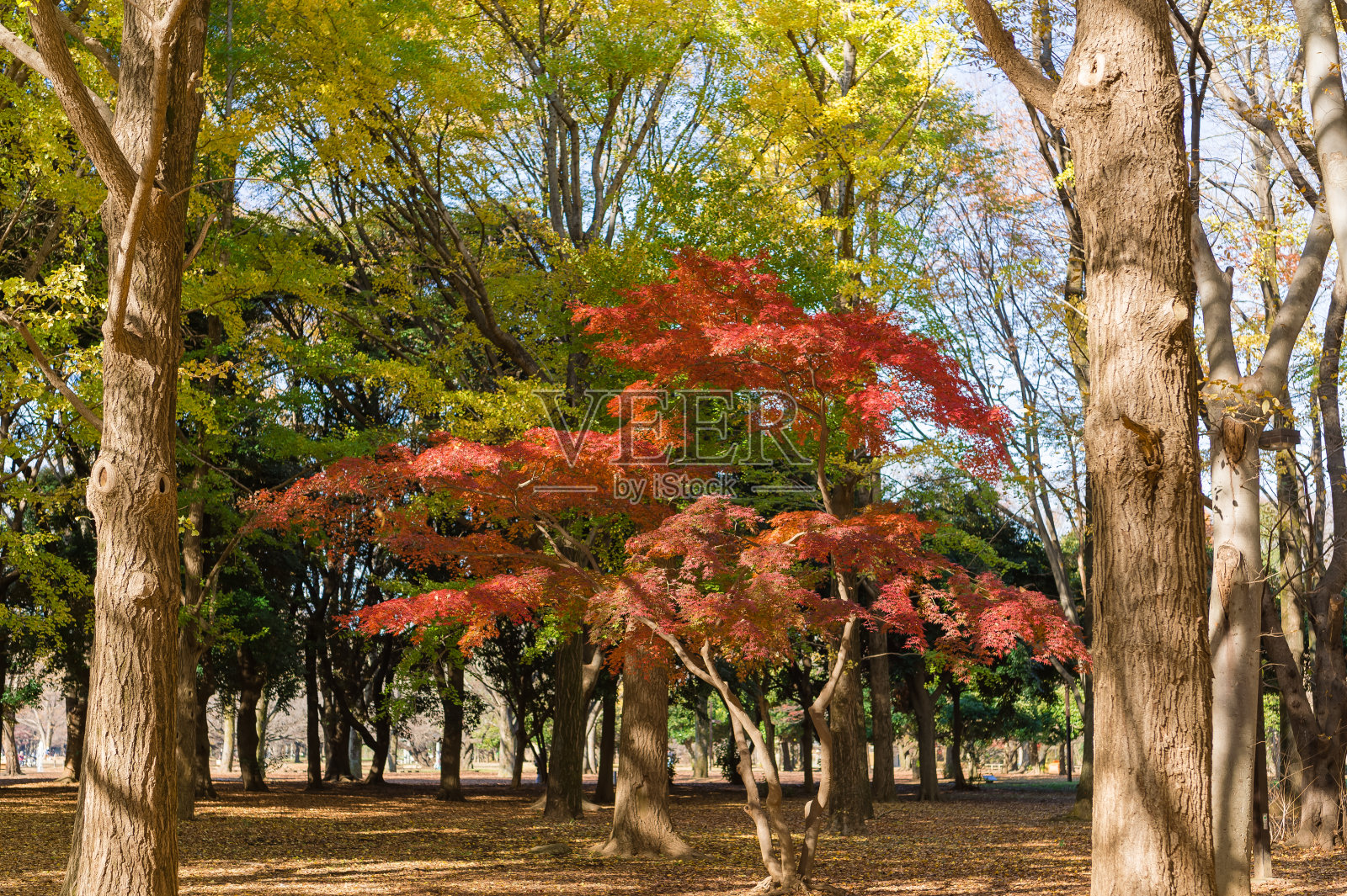 东京涩谷区的一个公园里的秋叶景色照片摄影图片