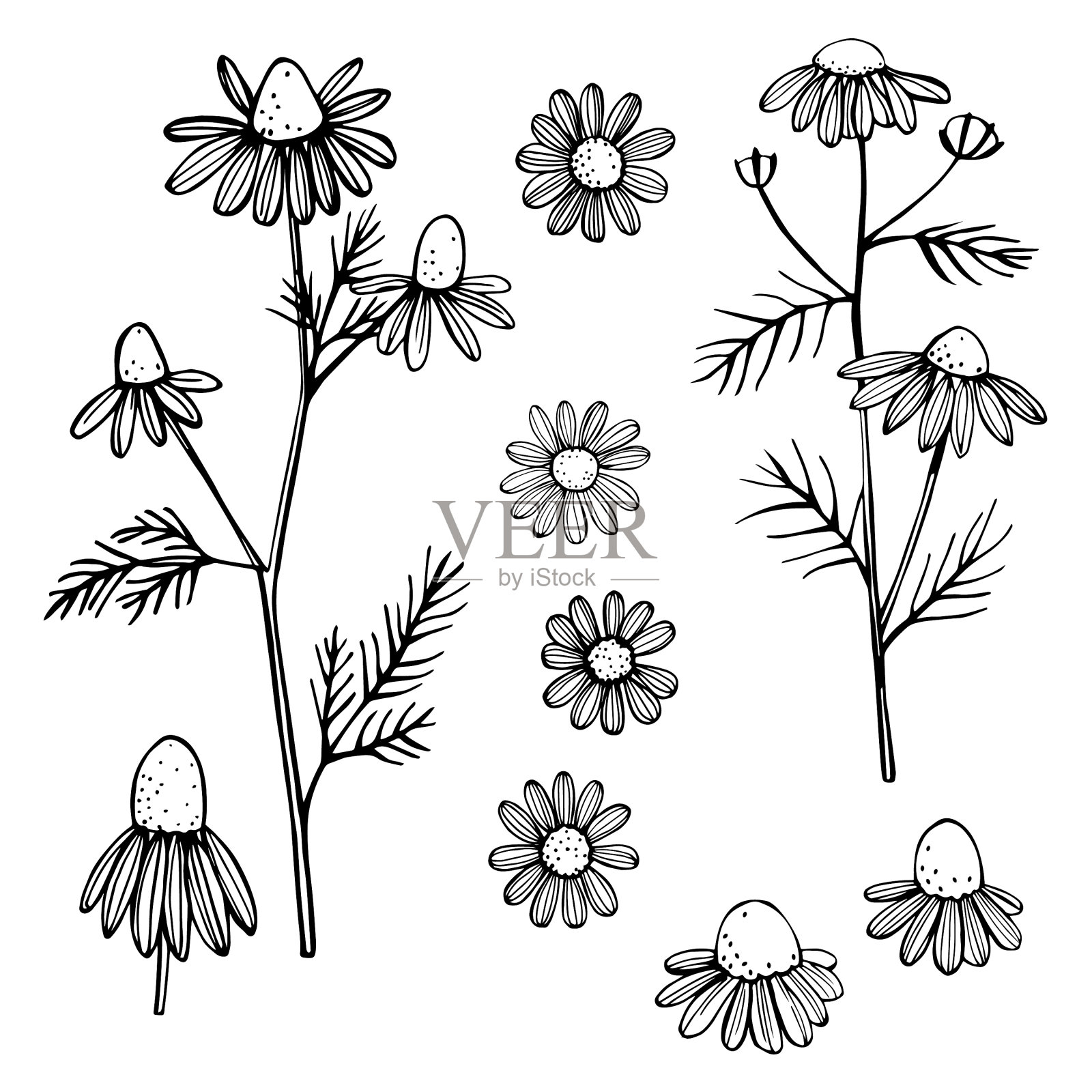 手绘洋甘菊花在白色的背景插画图片素材