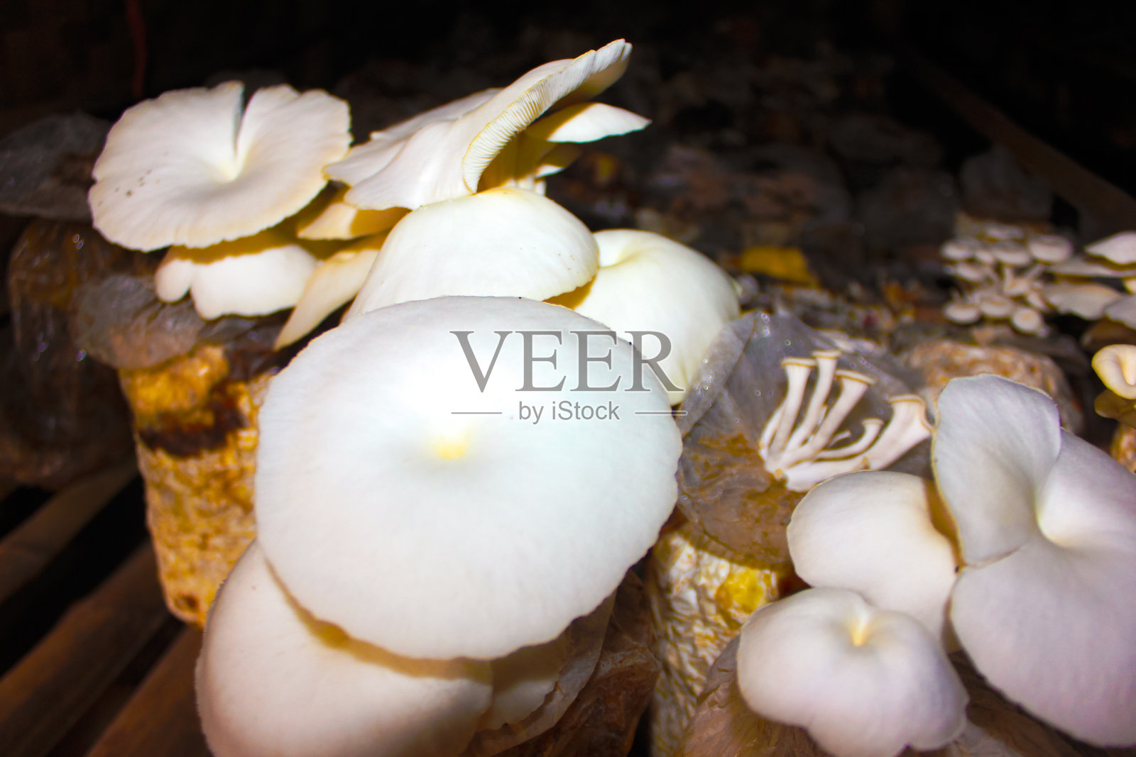 白色的牡蛎蘑菇照片摄影图片