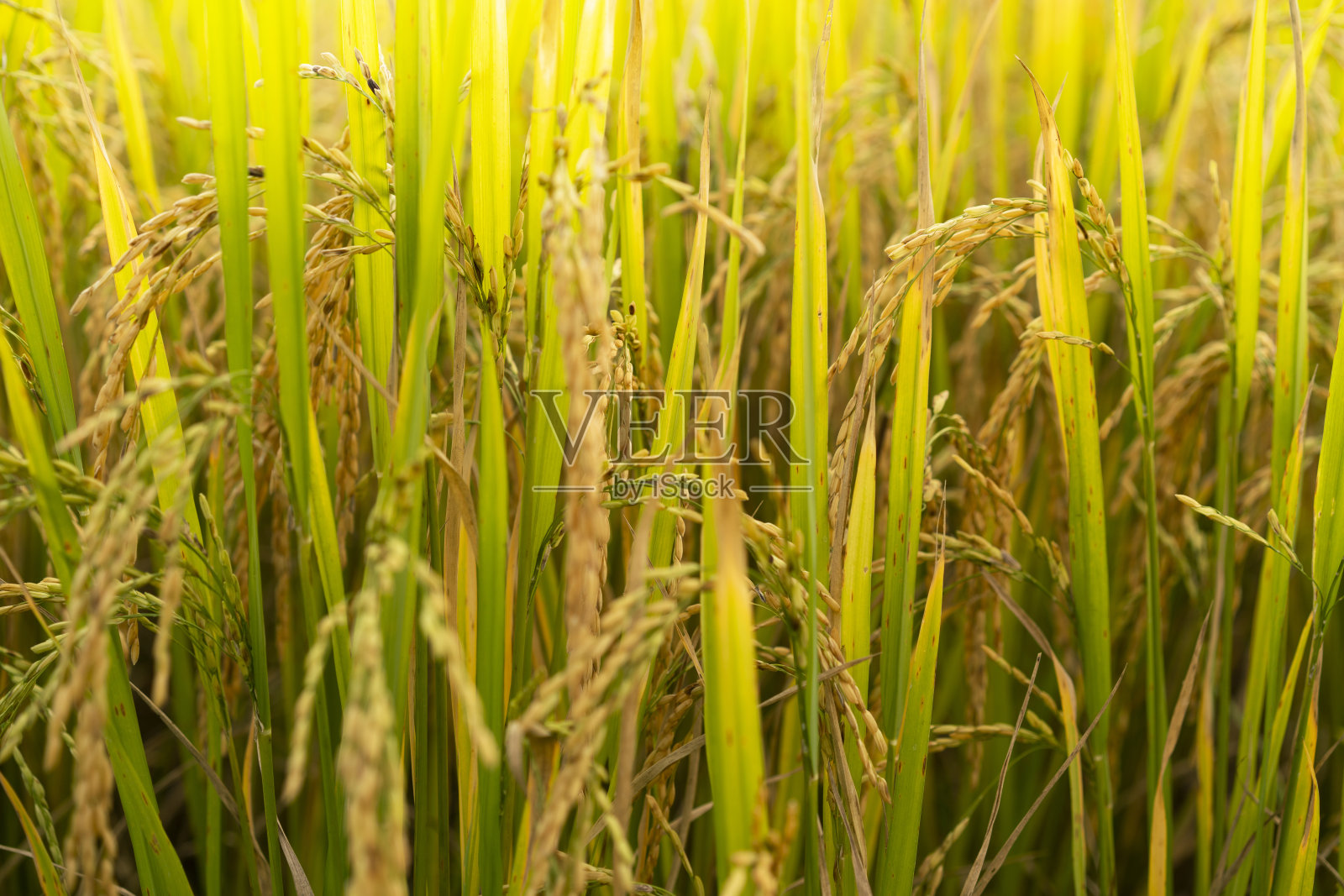 近景稻田黄金，年轻的水稻种植背景，农场和农业概念照片摄影图片