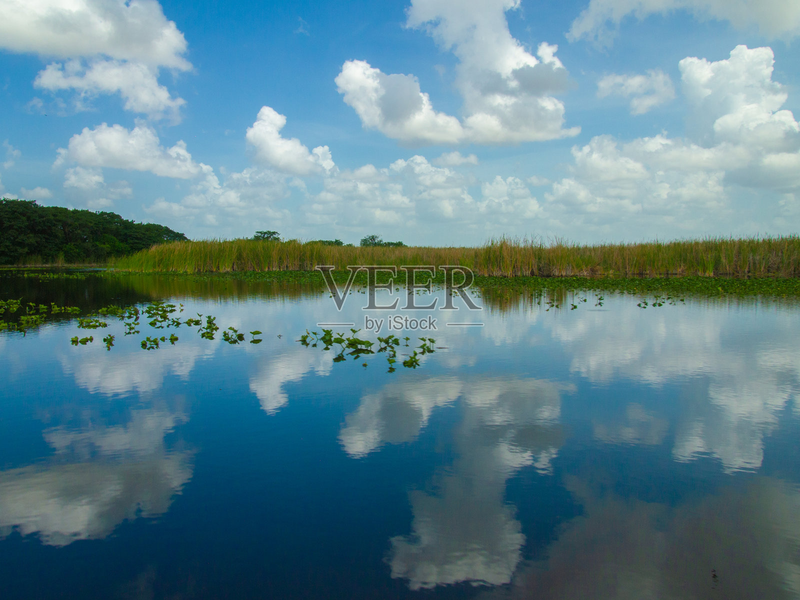 埃弗格莱兹沼泽在夏天的美丽景色照片摄影图片