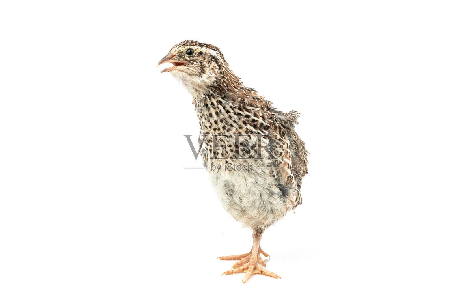 孤立的日本鹌鹑在白色的背景。照片摄影图片