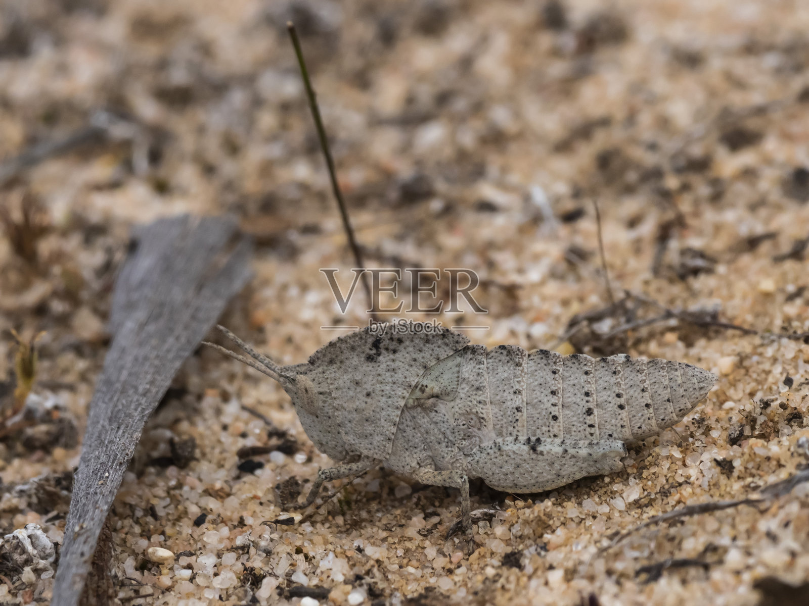 Common Gumleaf Grasshopper (Goniaea australasiae)是棕色的颜色和伪装自己作为一个干燥的口香糖叶子。照片摄影图片