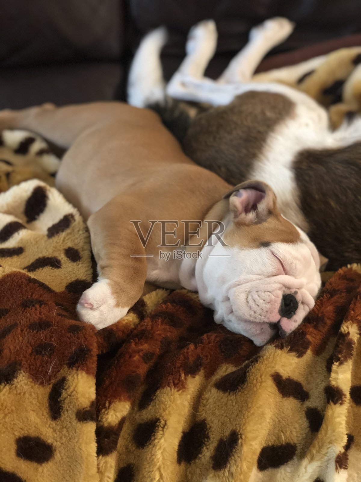 斗牛犬小狗照片摄影图片