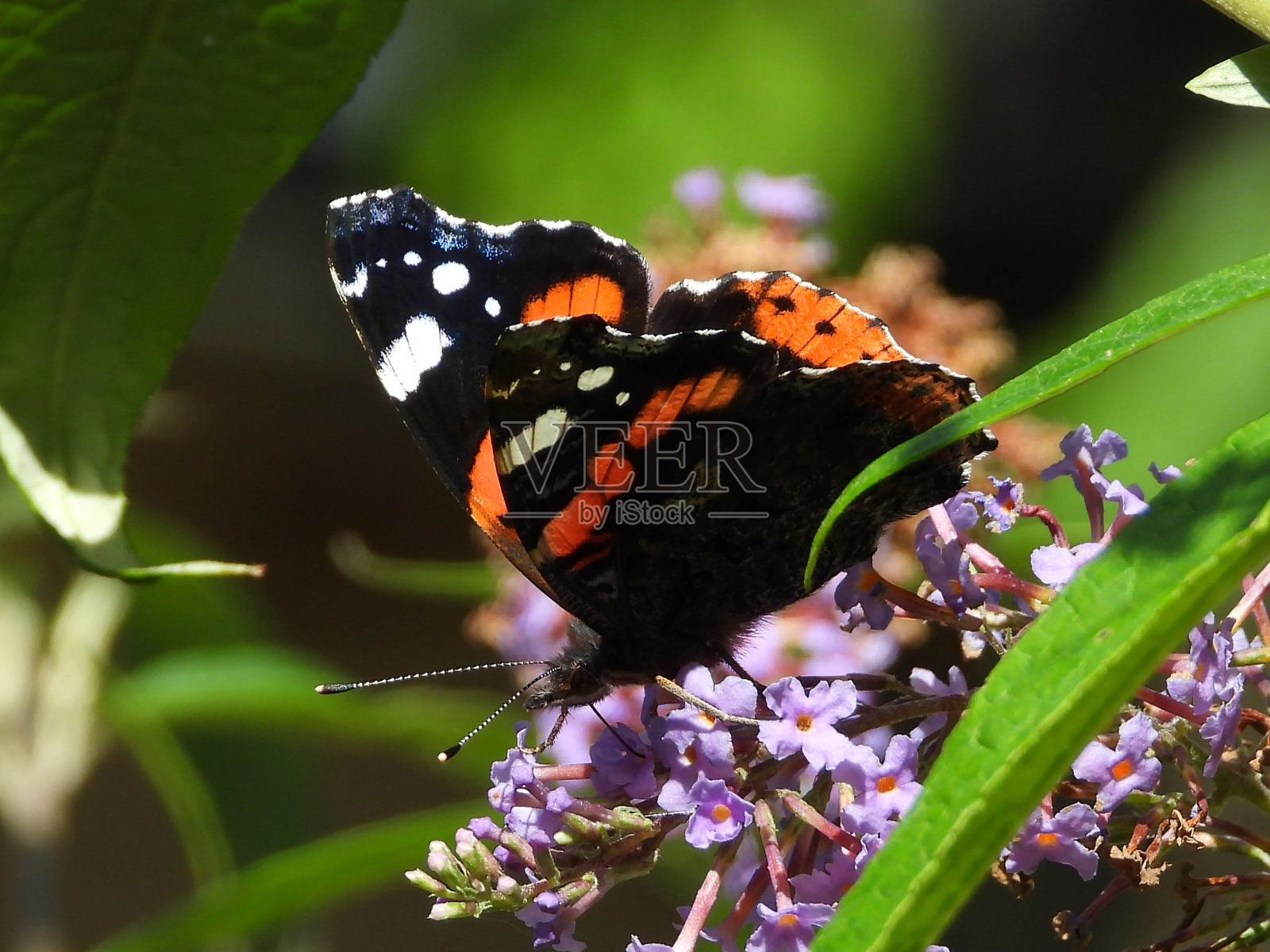 火神(凡妮莎亚特兰大)照片摄影图片