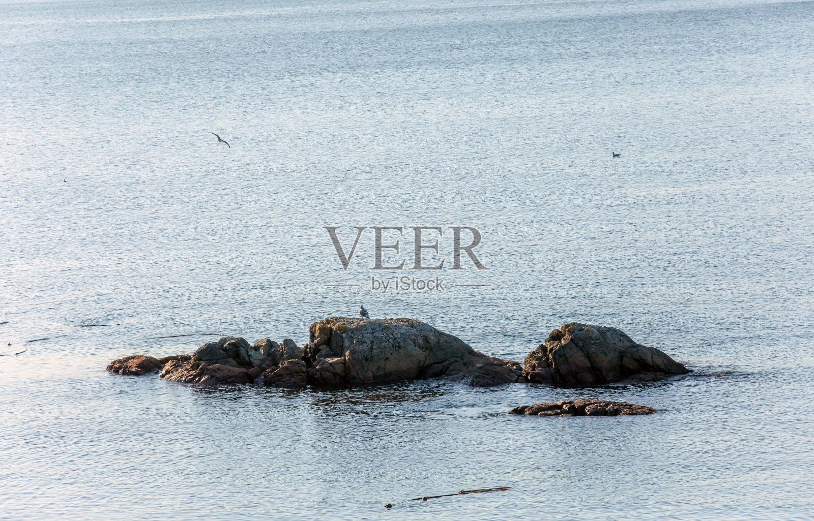 岩石上的鸟照片摄影图片