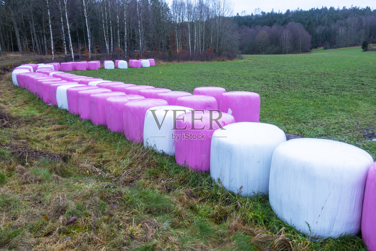 粉白色青贮球照片摄影图片