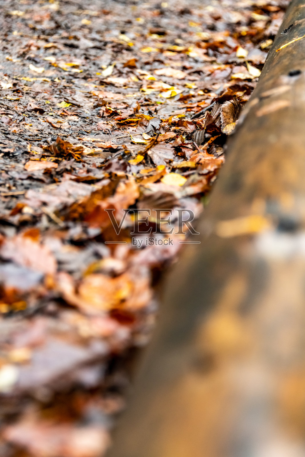 森林里一棵倒下的树的特写照片摄影图片