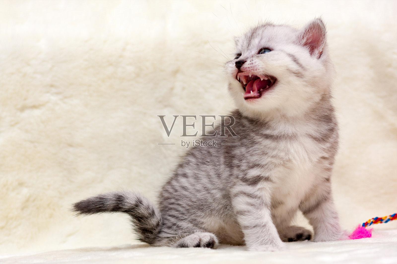 一只斑点灰色的小猫喵喵叫照片摄影图片