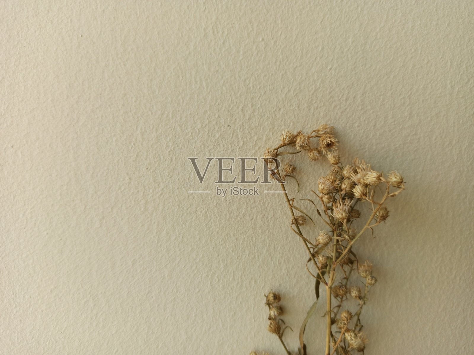 干的花照片摄影图片