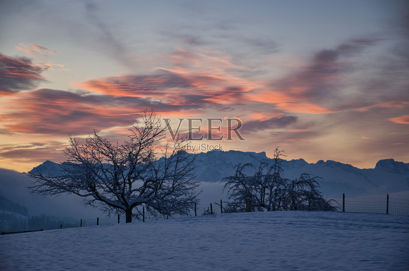 美丽的冬天的早晨与一个雪覆盖的树和山之上的雾，雾，照片照片在瑞士的苏黎世奥伯兰欣维尔照片摄影图片
