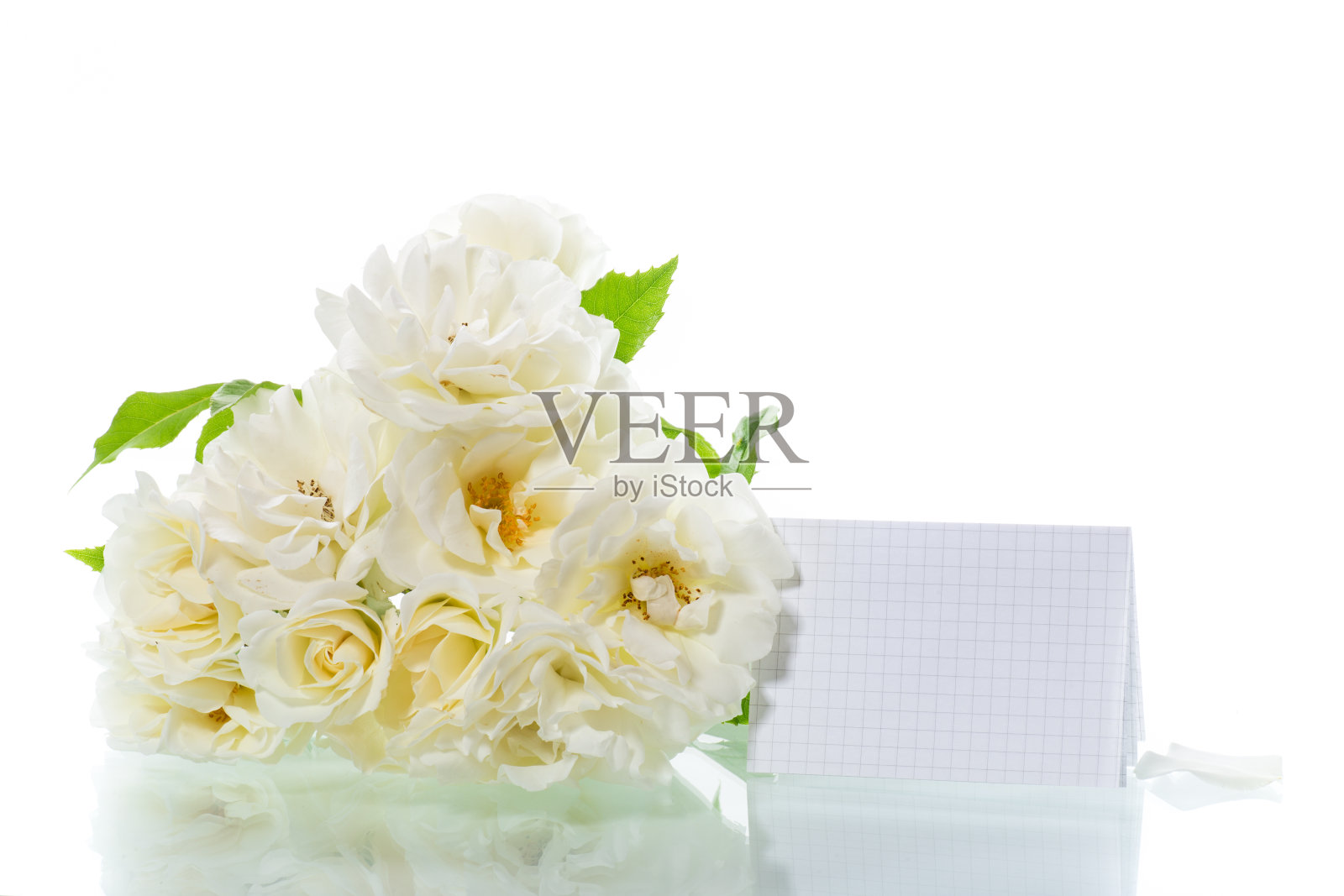 一束美丽的白玫瑰孤立在白色上照片摄影图片