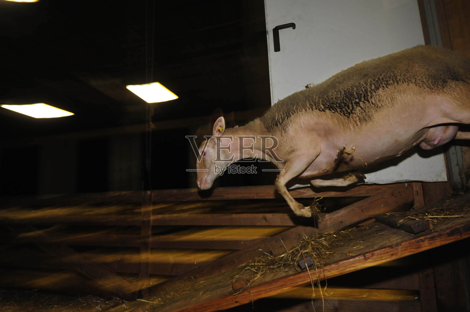 羊圈里的羊照片摄影图片