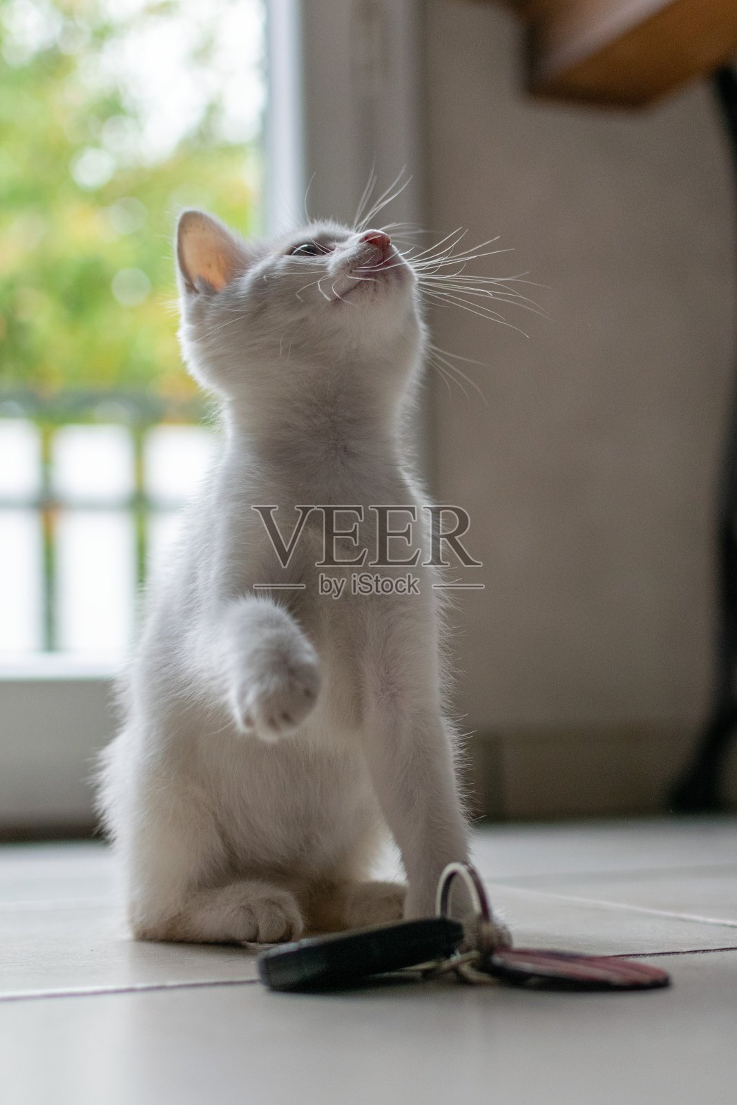 宠物:野猫的肖像照片摄影图片