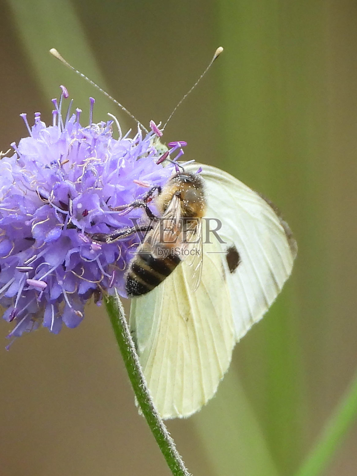 伊伯里德·皮耶里德（皮耶里斯·曼尼）照片摄影图片